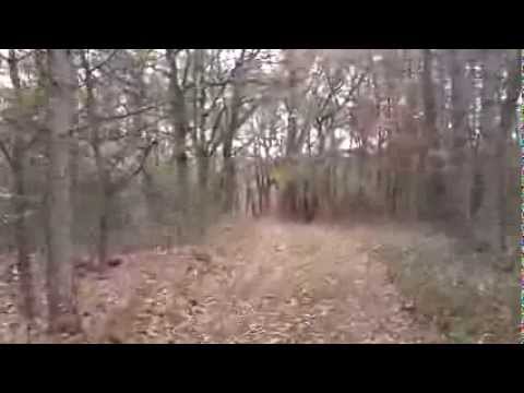 Muflon a Déli-Bakonyban