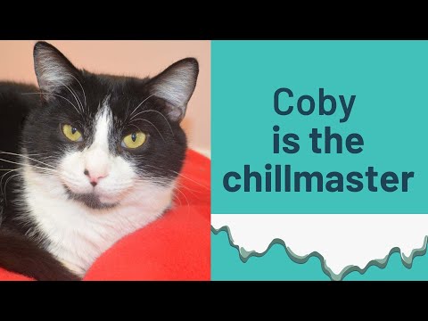 Coby, an adoptable Domestic Short Hair in Charles Town, WV_image-1