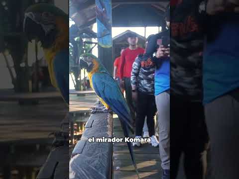 Itinerario si vas a viajar 5 días al Amazonas a inicio de año 🌿✨