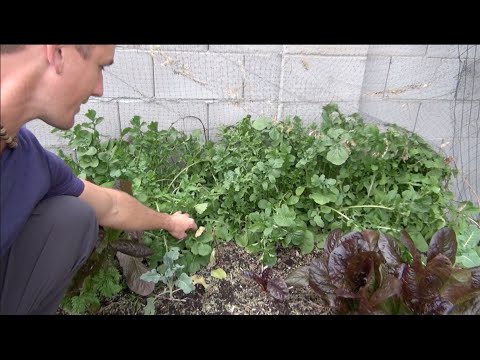 download lagu mp3 mp4 Red Arugula, download lagu Red Arugula gratis, unduh video klip Red Arugula