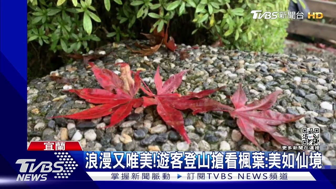 一秒到國外!太平山楓葉轉紅 限時美景登場