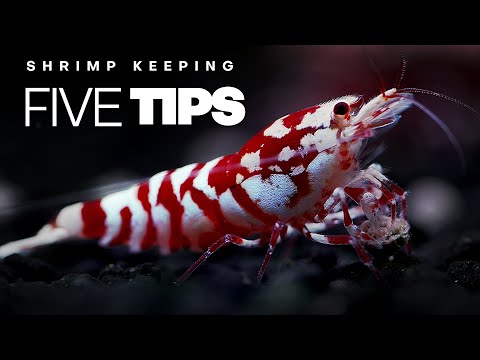 5 Tips To Keep Your Rare Shrimp Healthy | Tips for Shrimp Keeping
