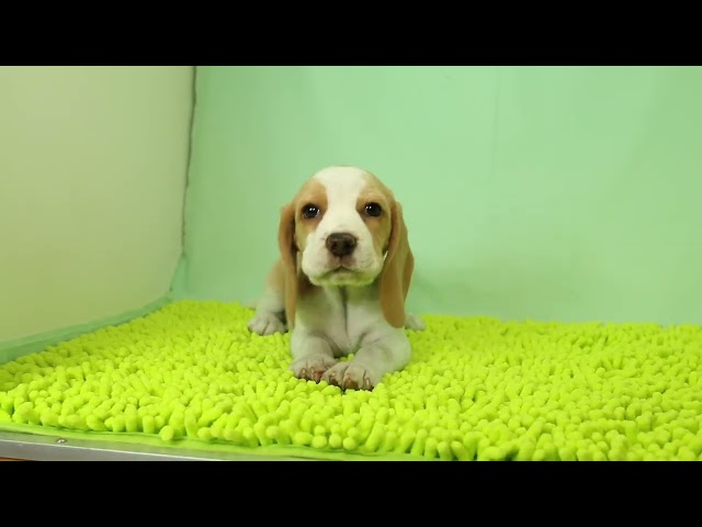 ブリーダー/ショップマロニエケンネル MARRONNIER KENNELのビーグルで番号が3028です