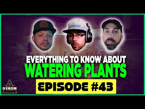 Things to Know About Watering Plants - From the Stash Podcast Ep. 43