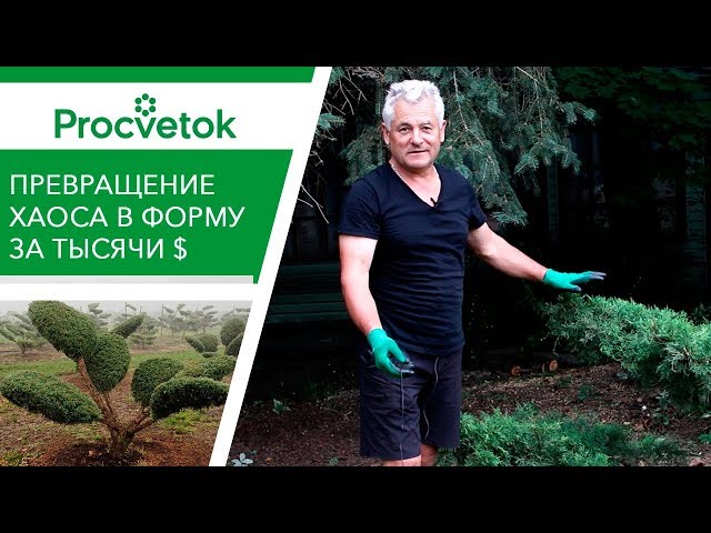 МАСТЕР-КЛАСС ПО ТОПИАРНОМУ ИСКУССТВУ