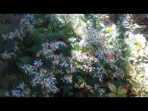 download lagu mp3 mp4 Eurybia Divaricata, download lagu Eurybia Divaricata gratis, unduh video klip Eurybia Divaricata