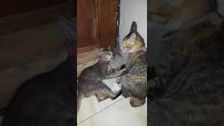 MMA kincil
