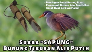 Download lagu 🔴 Suara Sapung Burung Tikusan Alis Putih !!! Buktikan Hasilnya Terbukti Ampuh Buat Para Pemikat mp3