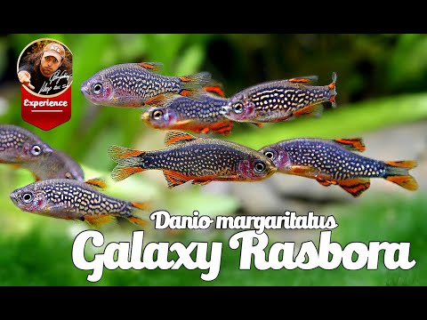 Celestial Pearl Danio Care Guide.Danio margaritatus - Galaxy Rasbora