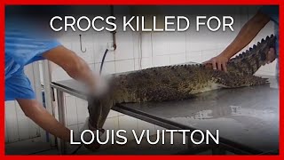 Crocodiles Killed to Make $50,000 'Luxury' Bags