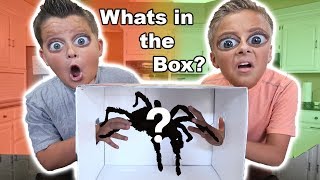 WHAT'S IN THE BOX CHALLENGE!