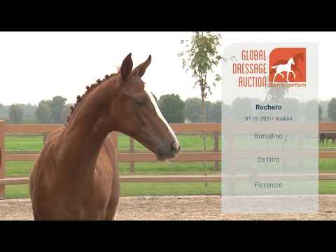 Borsalino x De Niro - Global Dressage Auction