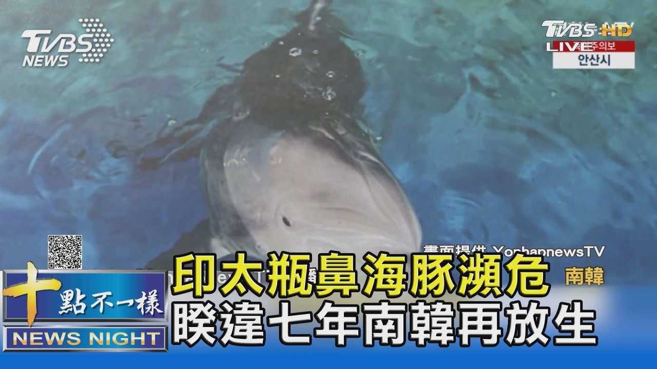 印太瓶鼻海豚瀕危 睽違七年南韓再放生
