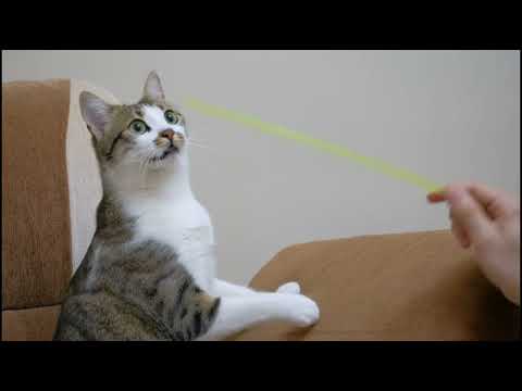 Happy cat videos #cutecats 😻😺