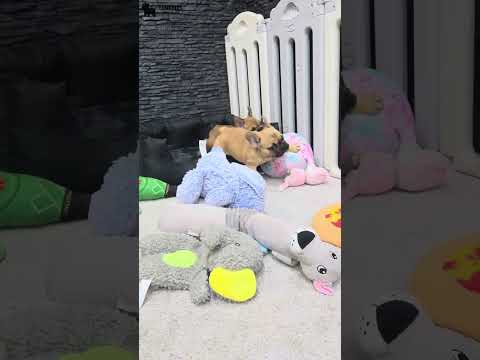 Video 3