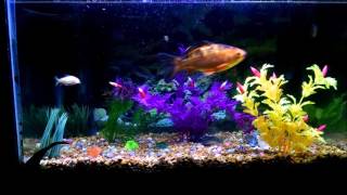 The Defibulators- Everybody's Got a Banjo [Titan Fish]