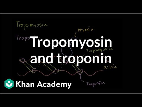 Tropomyosin and Troponin