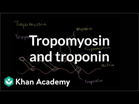 Tropomyosin and troponin and their role in regulating muscle contraction