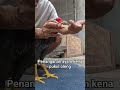 Cara Penanganan Ayam Terkena Pukul Saraf