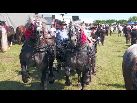 Târg expozițional de cai Trei Movile - Bucovina 22 Iunie 2025 ep.2