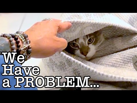 Yoshi’s New Family Just Wants to Love Him, But He’s Too Scared