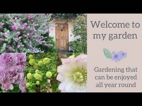 園芸 ナロースパイク・リグラリア、シャヴァルスキー・リグラリア