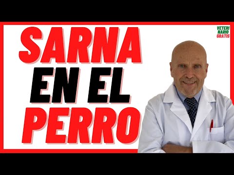 🔴 Scabies in Dogs 🔴 How to cure, remove Scabies in DOGS quickly at home, What TREATMENT Do I Give?