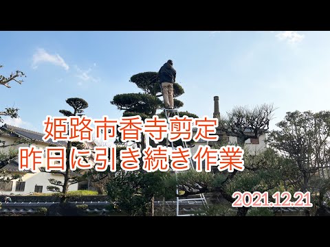 姫路市香寺剪定引き続き作業！　2021. 12 .21