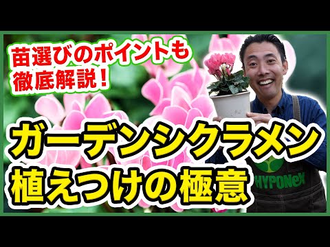 園芸 ヨーロッパシクラメン、パープルシクラメン、一般的なシクラメン、ピッグズローフ