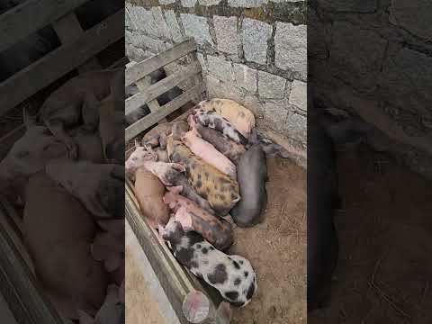 Porcada sendo vendida em Capoeiras-PE
