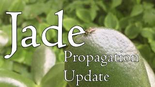 Jade Propagation Update 🍃 Leaf & Stem Succulent Cuttings