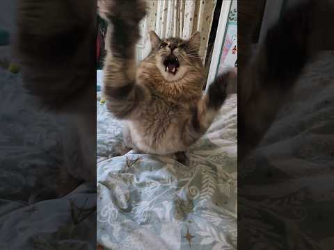 Highly Reccomend Doing This (Zeke)