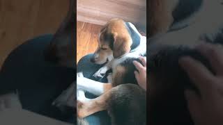 愛犬　眠気MAX