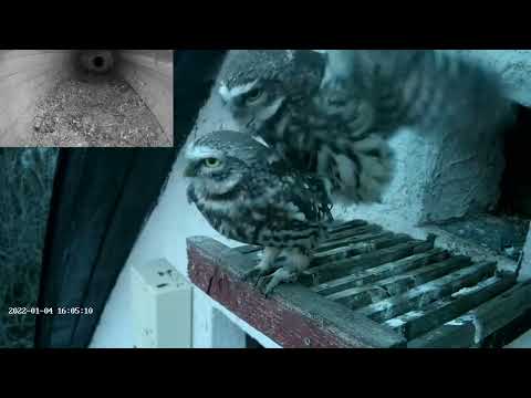 04/01/2022 : Little Owls are mating too early?