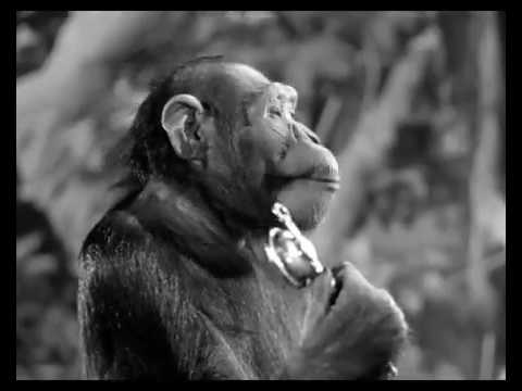 Tarzan Triumphs (1943), final scene - Cheetah impersonates the Führer