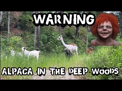 Mature Audiences Only: scary walk to the woods