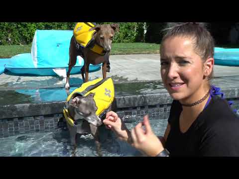 Teaching dogs how to swim | dogs training | best teaching guide
