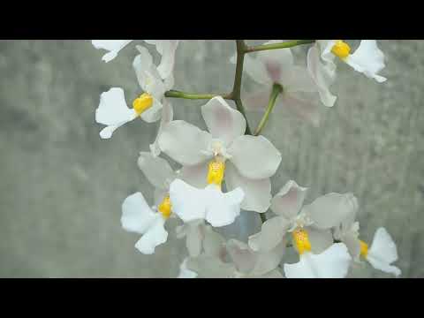 Cuitlauzina pendula -  Orchideen Update