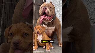 Download lagu Fakta Mengejutkan Tentang Pitbull yang Harus Kamu Tahu. #shorts #faktaunik #hewan #shortvideo mp3
