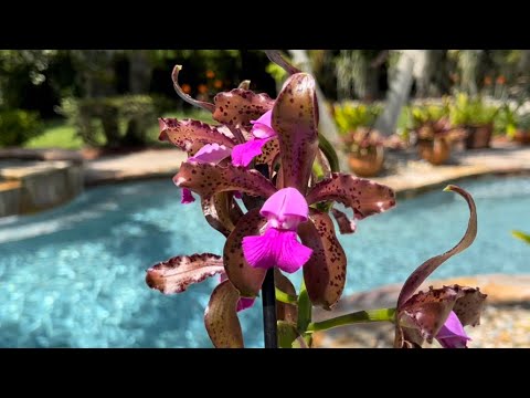 Orchid Garden Update, Afternoon Walk, An Amazing Orchid In Bloom 😍 April 29, 2022