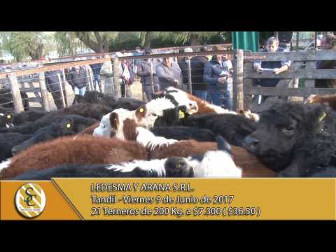 09-06-17 Venta de Machos - Ledesma y Arana S.R.L. - Tandil