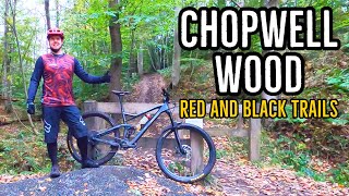 Powerline and Article 50 at Chopwell Wood
