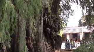 preview picture of video 'Mexico, Tule - The widest tree in the world'