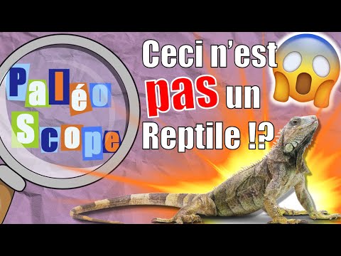 Les Reptiles n'existent PAS !? La classification du vivant #2 - PaléoScope #5