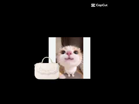 that one girl #cat #aksacat