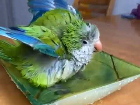 Funny jokes with animals 2020