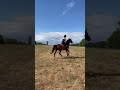 Gentil cheval 6 ans 