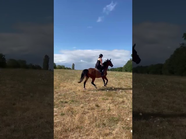 Gentil cheval 6 ans 
