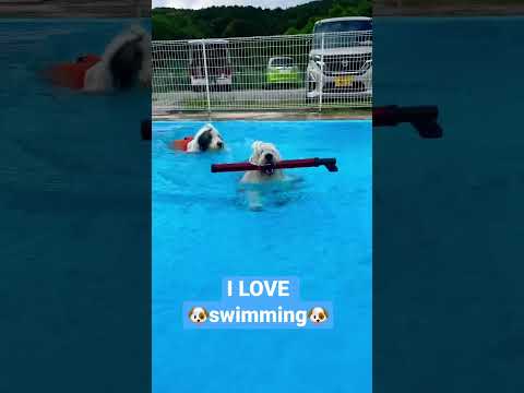 犬の水泳 - 推奨される時期とその利点