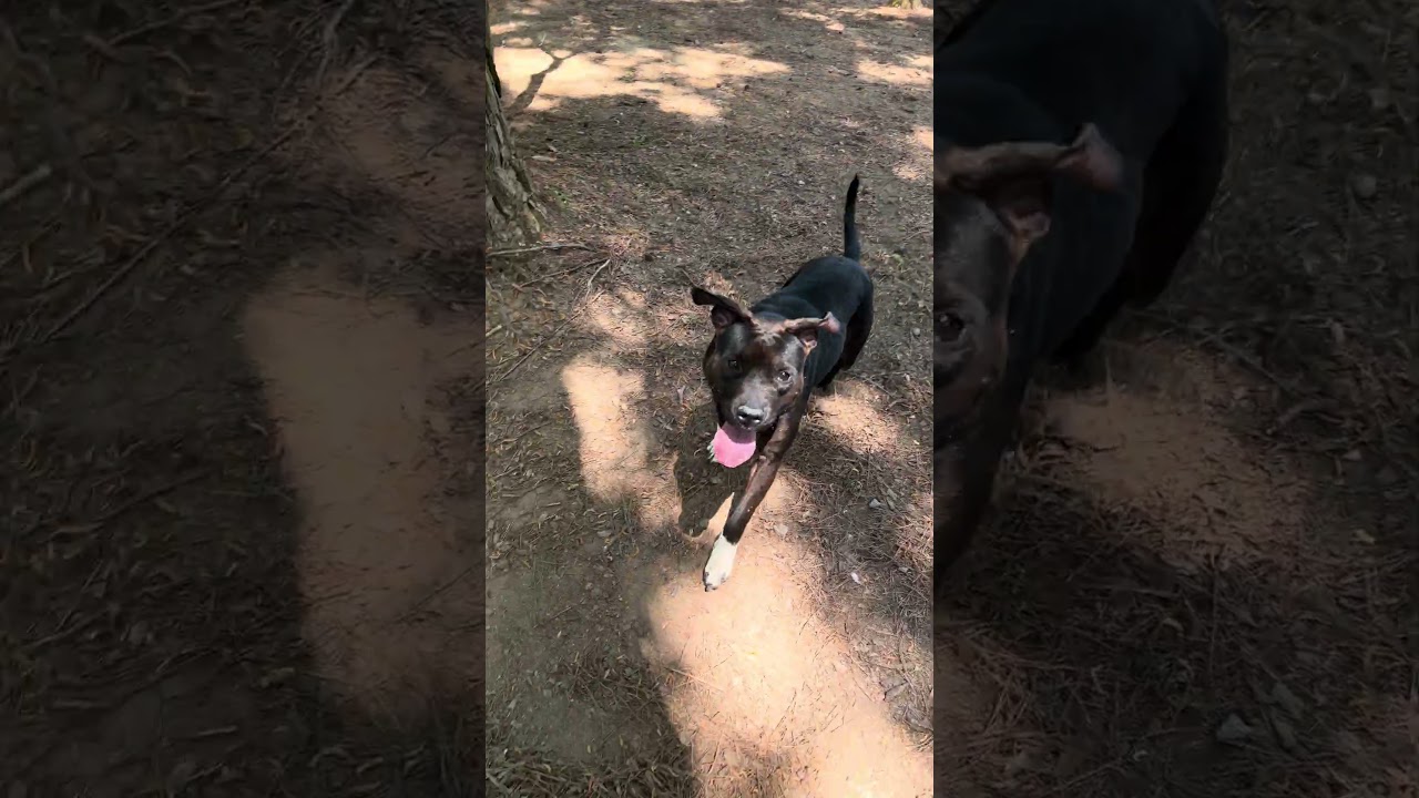 Enlarge BREE , a ADOPTABLE mixed breed in Marietta, GA video 5/5